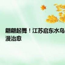 翩翩起舞！江苏启东水鸟逐浪浪漫治愈