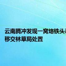 云南腾冲发现一窝烙铁头毒蛇 已移交林草局处置