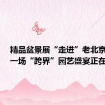 精品盆景展“走进”老北京胡同,一场“跨界”园艺盛宴正在上演
