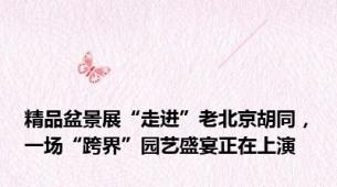 精品盆景展“走进”老北京胡同，一场“跨界”园艺盛宴正在上演