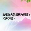 金毛猎犬的赏玩与训练（金毛猎犬多少钱）