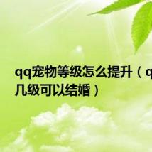 qq宠物等级怎么提升(qq宠物几级可以结婚)