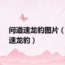问道速龙豹图片（问道速龙豹）