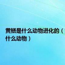黄鳝是什么动物进化的(黄鳝是什么动物)