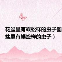 花盆里有蜈蚣样的虫子图片（花盆里有蜈蚣样的虫子）