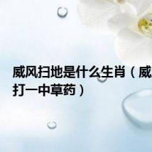 威风扫地是什么生肖(威风扫地打一中草药)