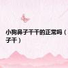 小狗鼻子干干的正常吗（小狗鼻子干）