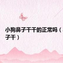 小狗鼻子干干的正常吗（小狗鼻子干）