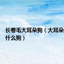 长卷毛大耳朵狗(大耳朵卷毛是什么狗)