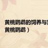 黄桃鹦鹉的饲养与禁忌（黄桃鹦鹉）