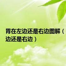 胃在左边还是右边图解(胃在左边还是右边)