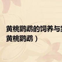 黄桃鹦鹉的饲养与禁忌（黄桃鹦鹉）