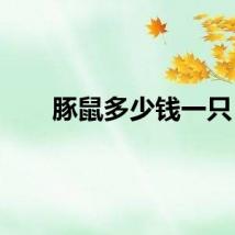 豚鼠多少钱一只
