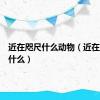 近在咫尺什么动物（近在咫尺对什么）
