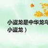 小盗龙是中华龙鸟的（小盗龙）