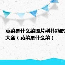 苋菜是什么菜图片荆芥能吃的青菜大全(苋菜是什么菜)