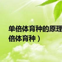 单倍体育种的原理(单倍体育种)