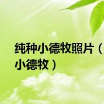 纯种小德牧照片（纯种小德牧）