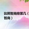 比熊智商排第几（比熊智商）