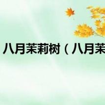 八月茉莉树(八月茉莉)