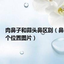 肉鼻子和蒜头鼻区别(鼻头是哪个位置图片)