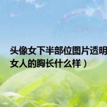 头像女下半部位图片透明高清(女人的胸长什么样)