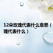 12朵玫瑰代表什么意思(12朵玫瑰代表什么)