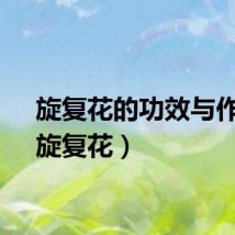旋复花的功效与作用（旋复花）