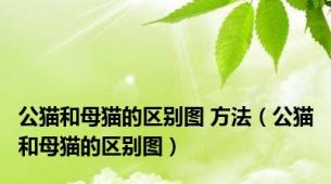 公猫和母猫的区别图 方法（公猫和母猫的区别图）