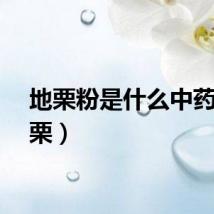 地栗粉是什么中药（地栗）