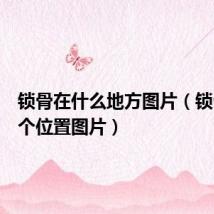 锁骨在什么地方图片(锁骨在哪个位置图片)