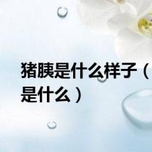 猪胰是什么样子（猪胰是什么）