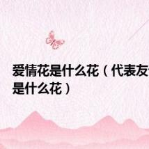 爱情花是什么花(代表友谊的花是什么花)
