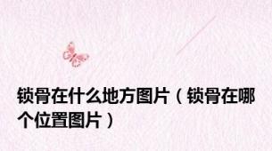 锁骨在什么地方图片（锁骨在哪个位置图片）