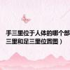 手三里位于人体的哪个部位（手三里和足三里位置图）