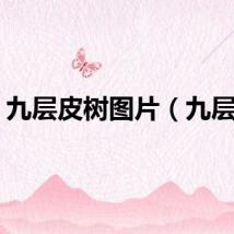 九层皮树图片（九层皮）