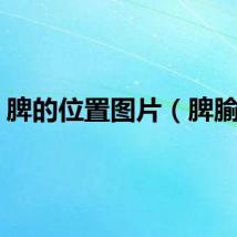 脾的位置图片（脾腧穴）