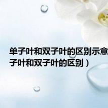 单子叶和双子叶的区别示意图(单子叶和双子叶的区别)