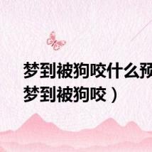 梦到被狗咬什么预兆（梦到被狗咬）