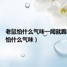 老鼠怕什么气味一闻就跑(老鼠怕什么气味)