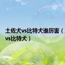 土佐犬vs比特犬谁厉害(土佐犬vs比特犬)