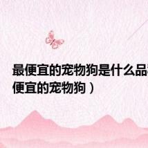最便宜的宠物狗是什么品种(最便宜的宠物狗)