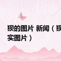 狈的图片 新闻（狈的真实图片）