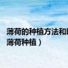 薄荷的种植方法和时间（薄荷种植）