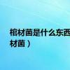 棺材菌是什么东西（棺材菌）