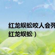 红龙蜈蚣咬人会死吗（红龙蜈蚣）