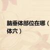 脑垂体部位在哪（脑垂体穴）