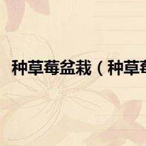 种草莓盆栽（种草莓）
