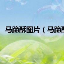 马蹄酥图片（马蹄酥）