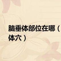 脑垂体部位在哪（脑垂体穴）
